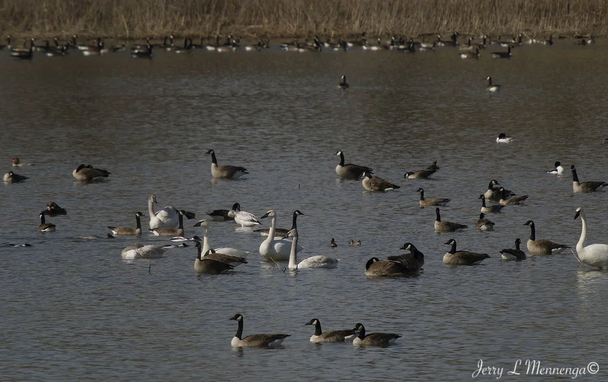 BirdsDeSotoNationalWIldlifeRefuge202602-16_0919_DxO.jpg