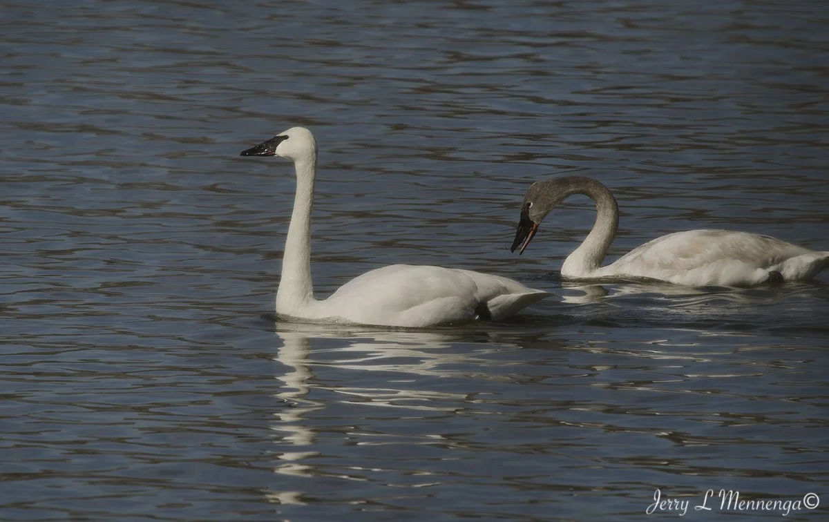 BirdsDeSotoNationalWIldlifeRefuge202602-16_1087_DxO.jpg