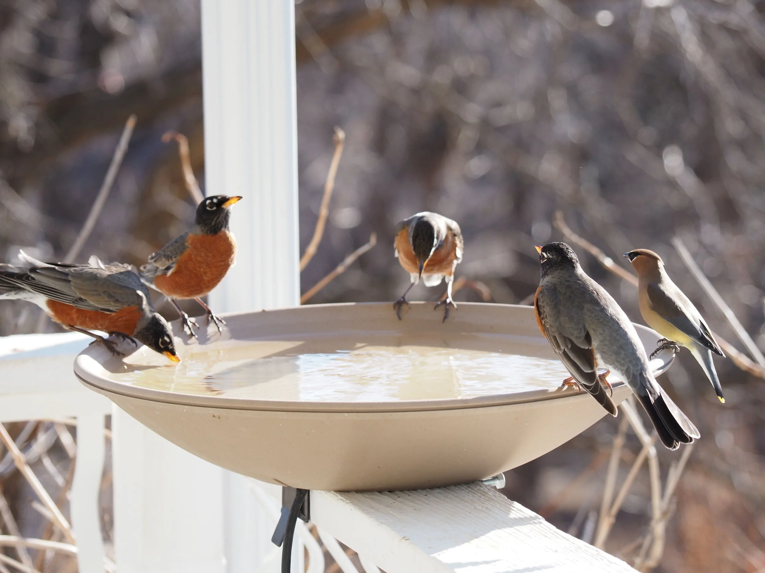 Robins at home.JPG