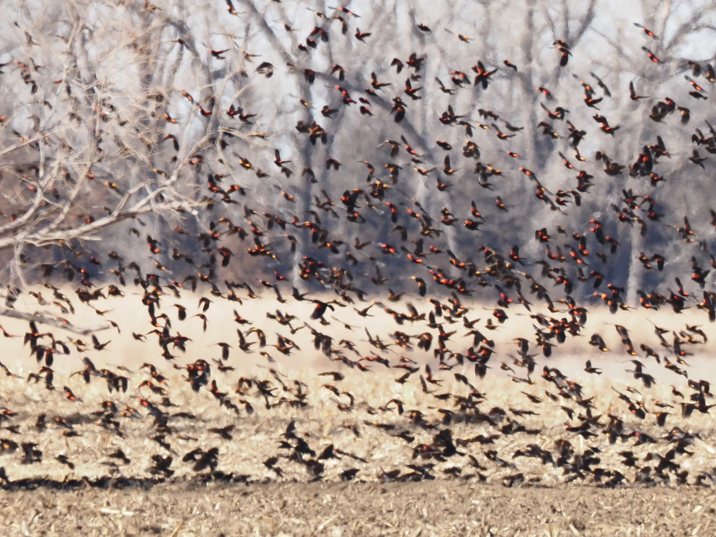 Red-wings 2 adams Feb 15.JPG