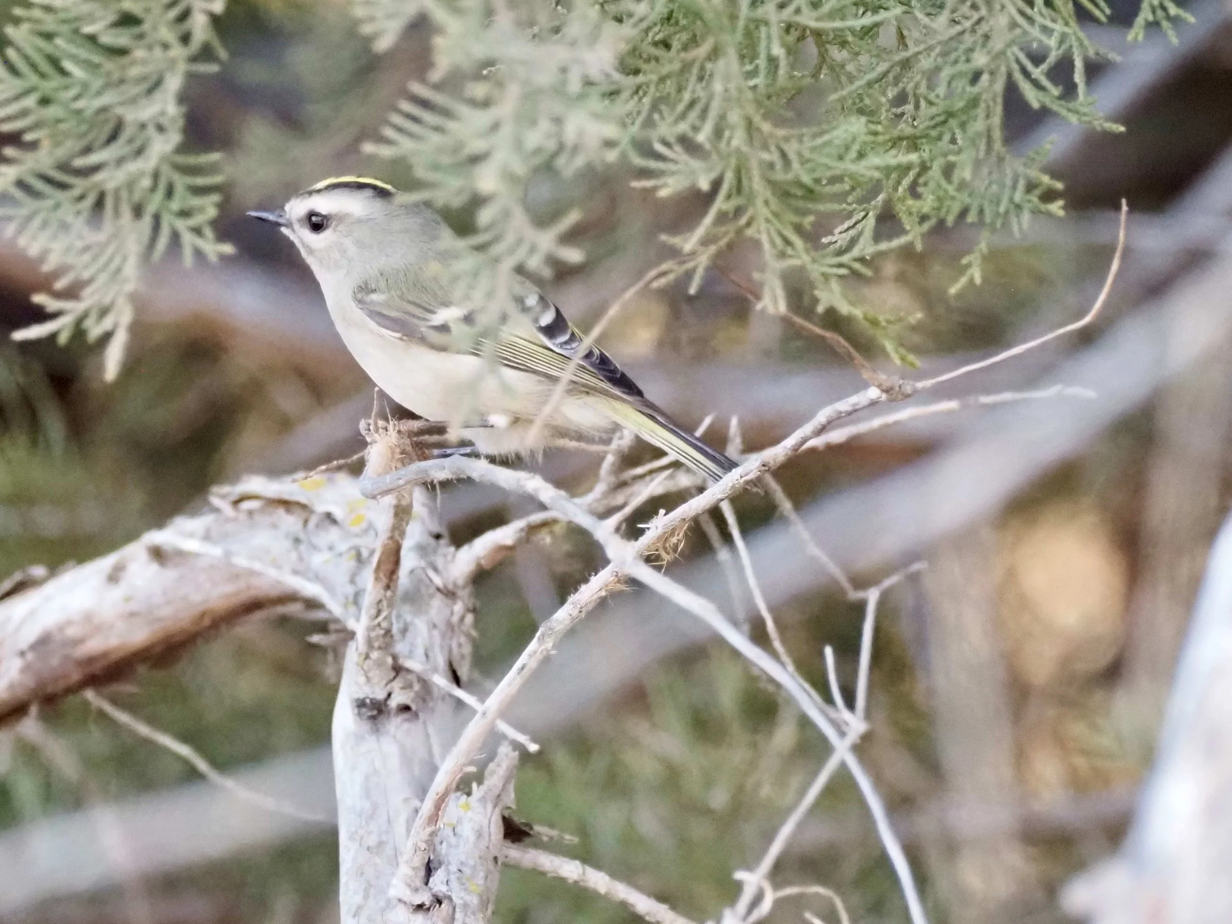 Golden crowned Adams 1.jpg