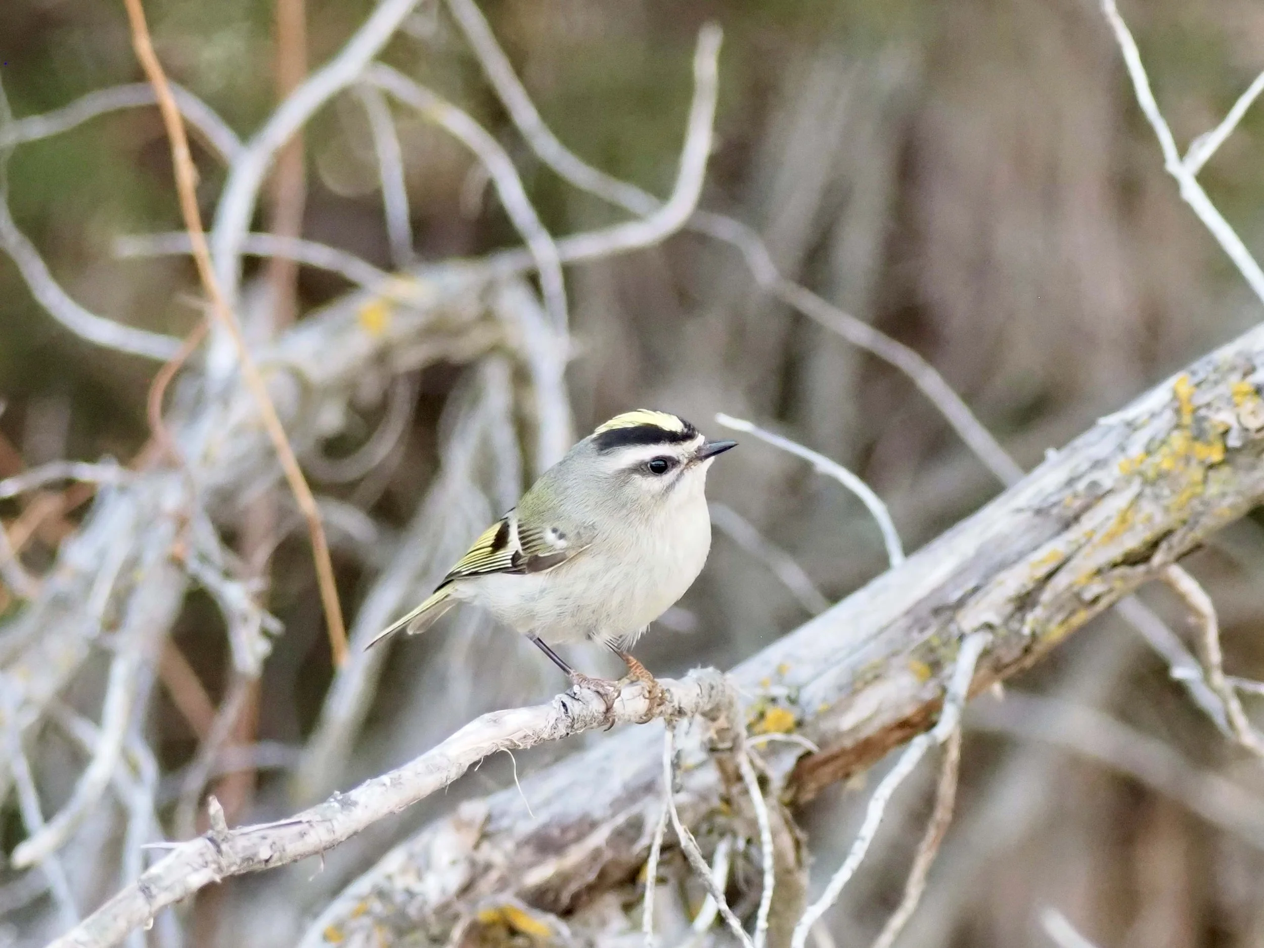 Golden crowned 3.jpg