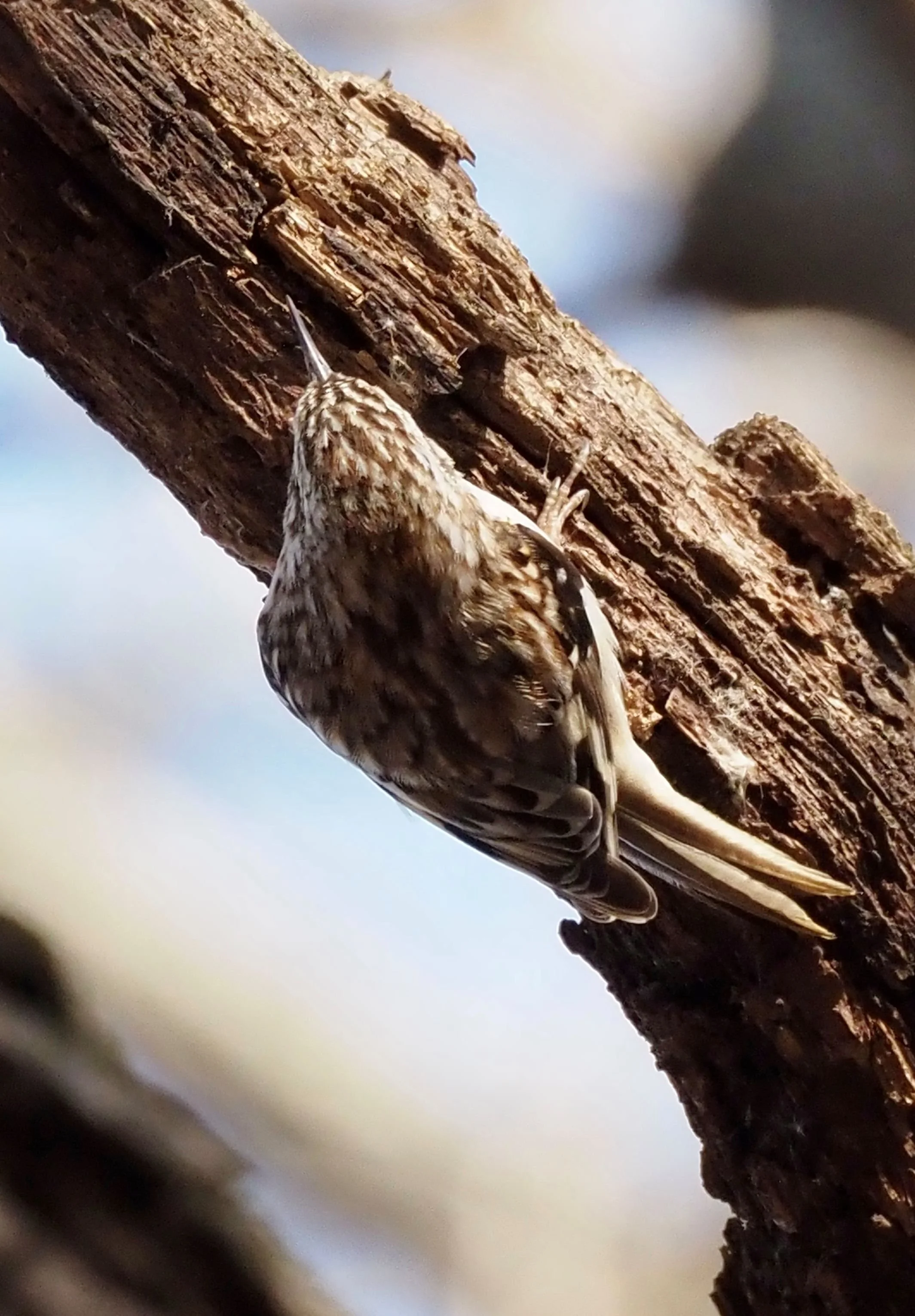 Bacon Creek 2-16.jpg