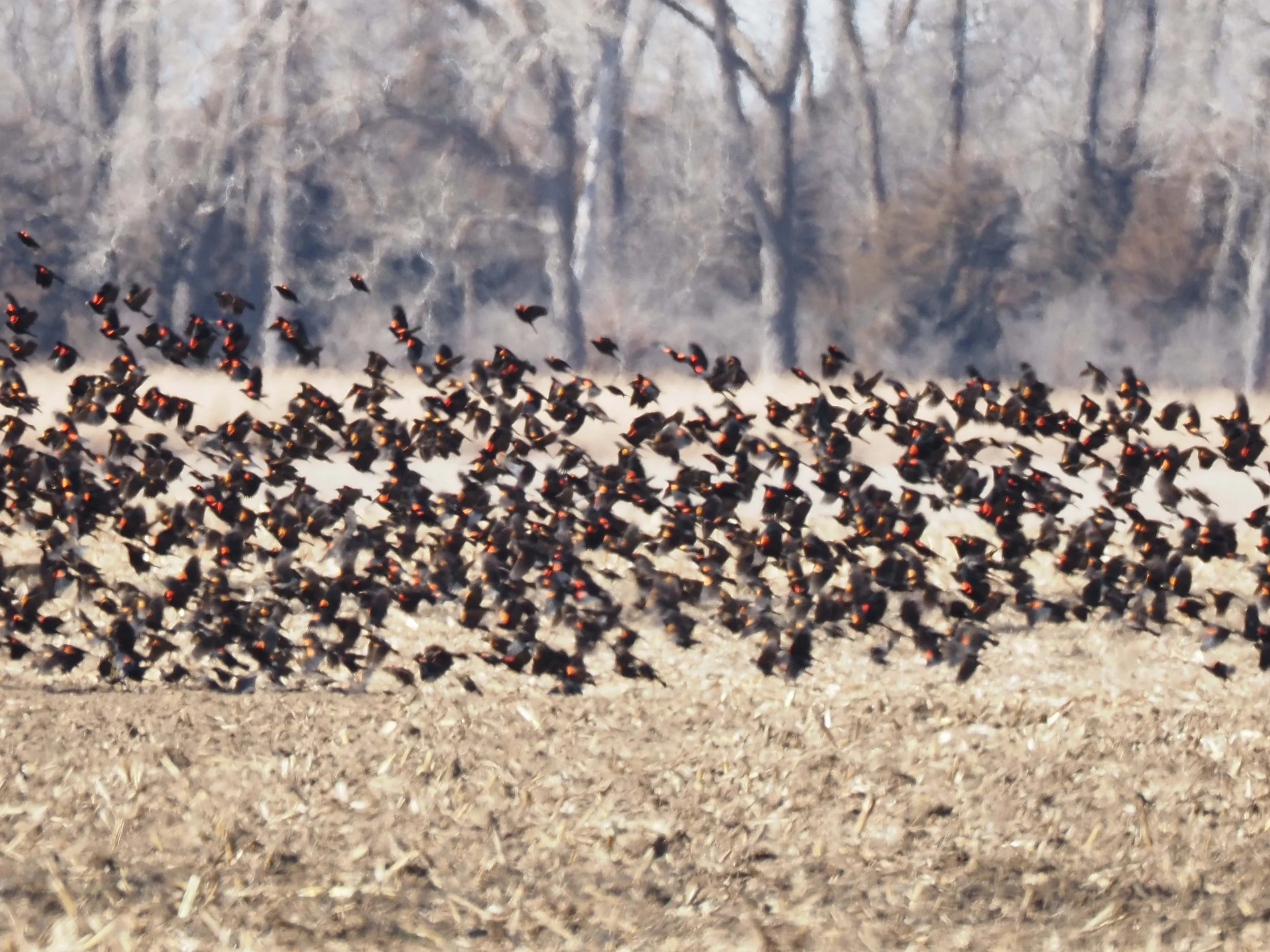Red-wing Blackbirds Adams February 15.JPG