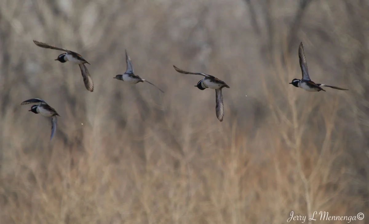 Birds Loess Bluffs National WIldlife Refuge 2026 02-18_0395_DxO.jpg