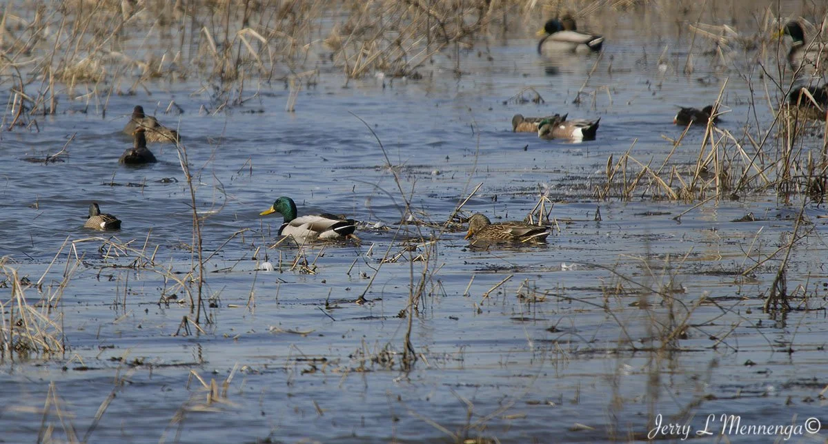 Birds Loess Bluffs National WIldlife Refuge 2026 02-18_0471_DxO.jpg