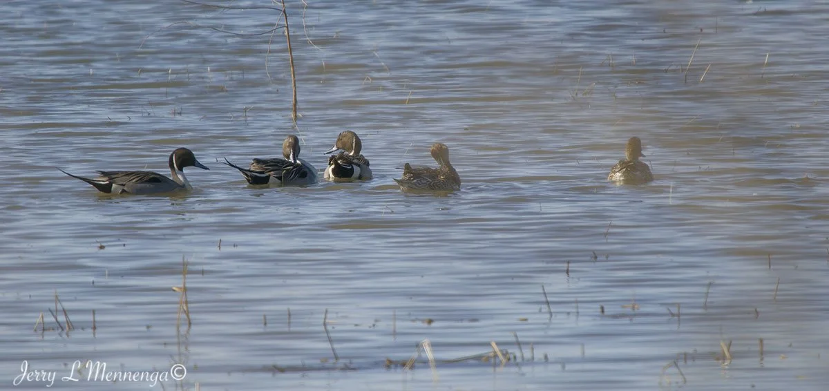 Birds Loess Bluffs National WIldlife Refuge 2026 02-18_0622_DxO.jpg