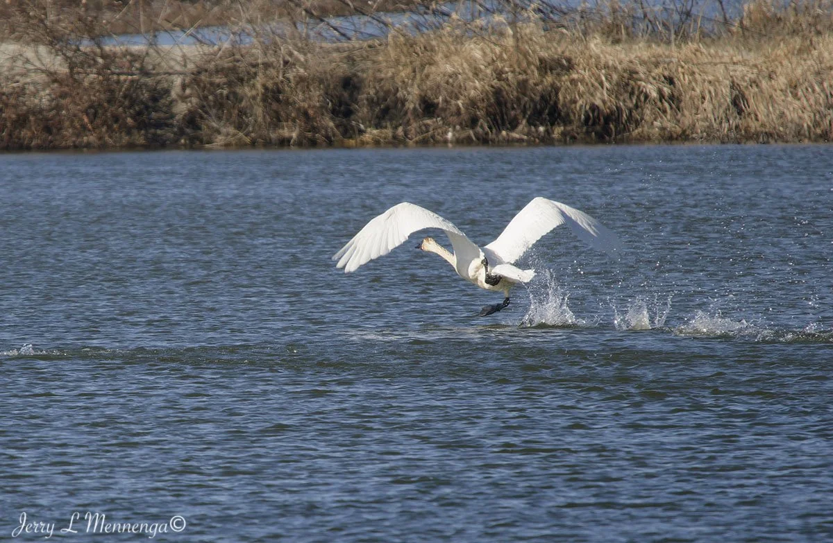 Birds Loess Bluffs National WIldlife Refuge 2026 02-18_0654_DxO.jpg