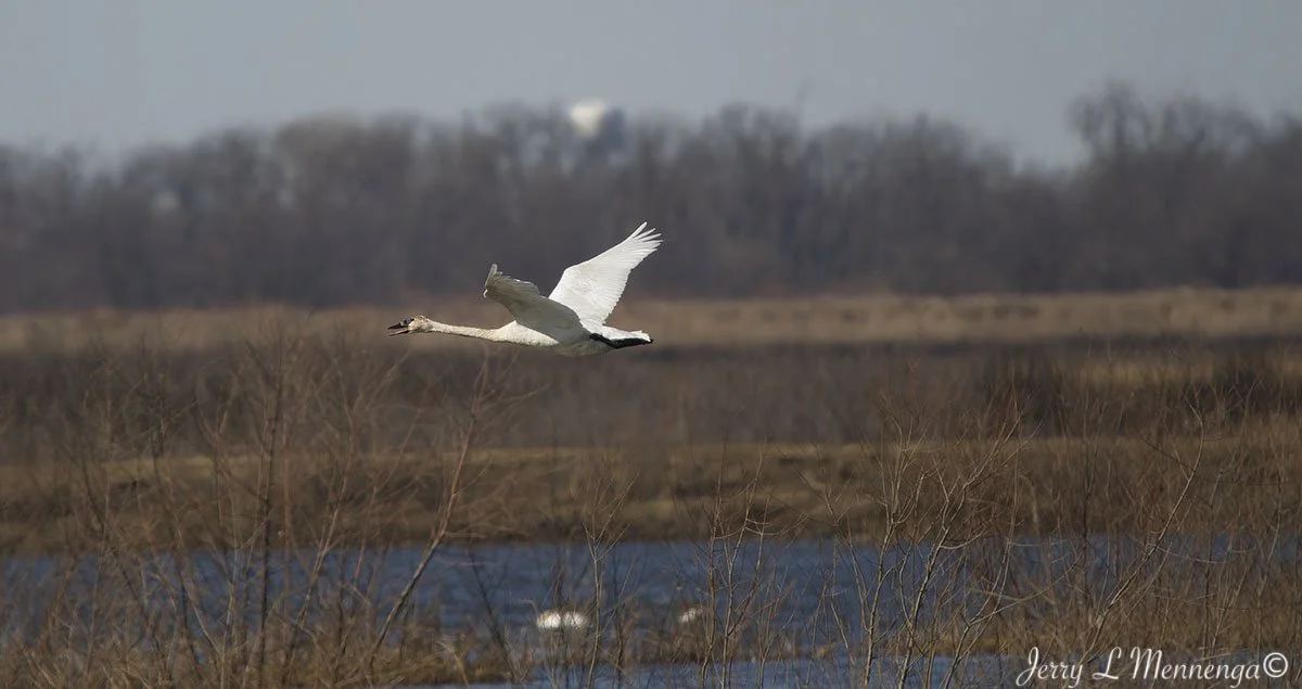 Birds Loess Bluffs National WIldlife Refuge 2026 02-18_0695_DxO.jpg