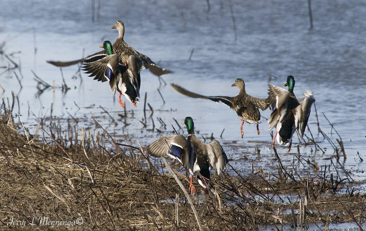 Birds Loess Bluffs National WIldlife Refuge 2026 02-18_0842_DxO.jpg