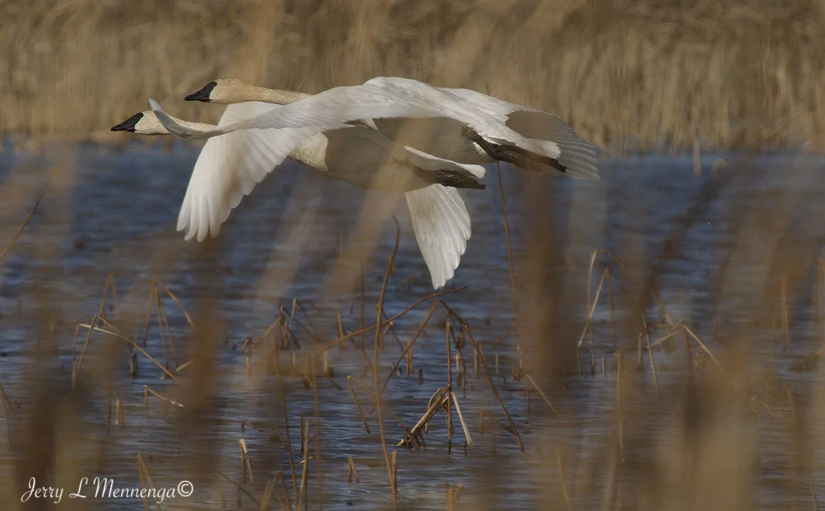 Birds Loess Bluffs National WIldlife Refuge 2026 02-18_1441_DxO.jpg