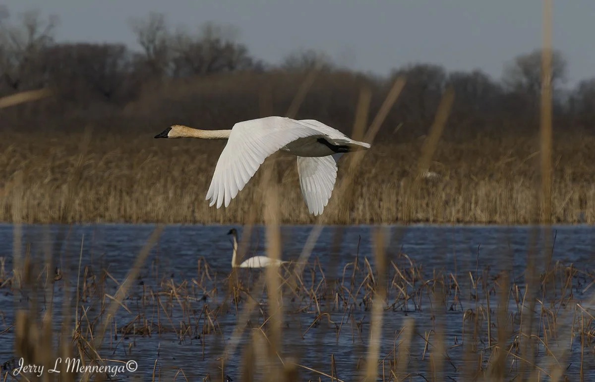 Birds Loess Bluffs National WIldlife Refuge 2026 02-18_1712_DxO.jpg