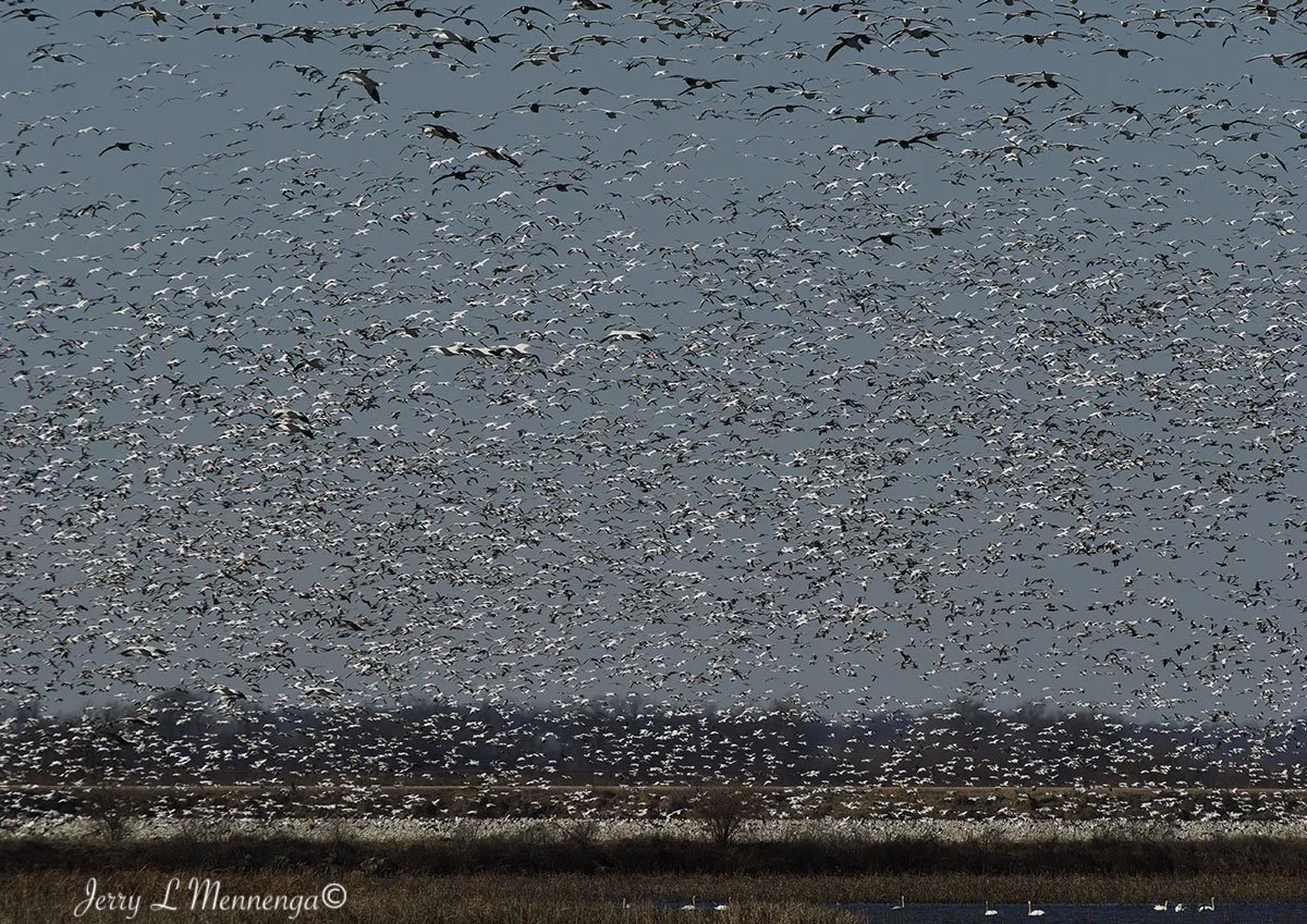 Birds Loess Bluffs National WIldlife Refuge 2026 02-18_3128_DxO.jpg
