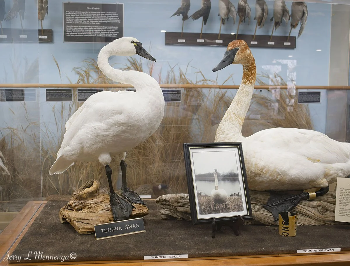 Birds Loess Bluffs National WIldlife Refuge 2026 02-18_3581_DxO.jpg