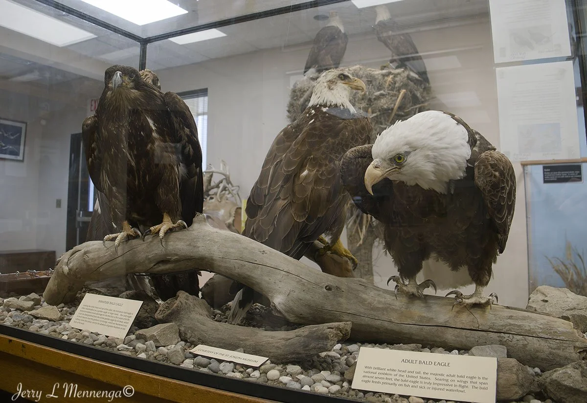Birds Loess Bluffs National WIldlife Refuge 2026 02-18_3591_DxO.jpg