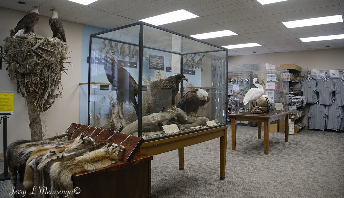 Birds Loess Bluffs National WIldlife Refuge 2026 02-18_3597_DxO.jpg
