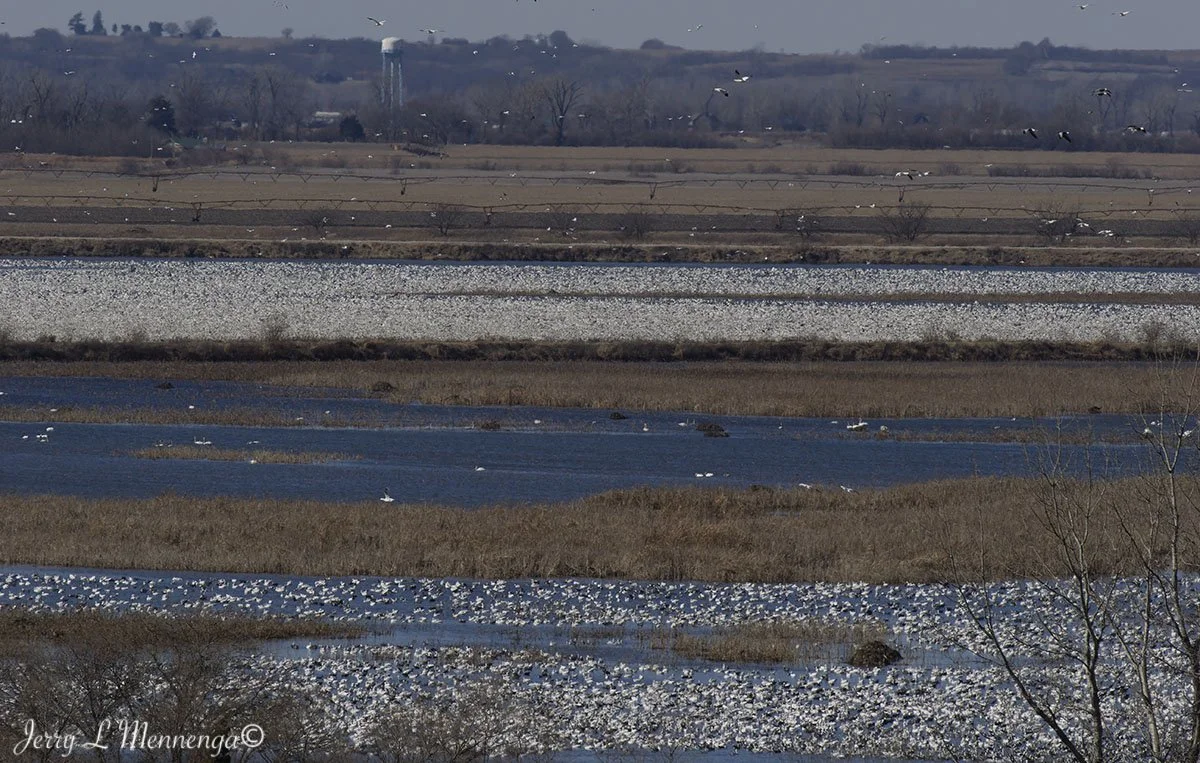 Birds Loess Bluffs National WIldlife Refuge 2026 02-18_3724_DxO.jpg