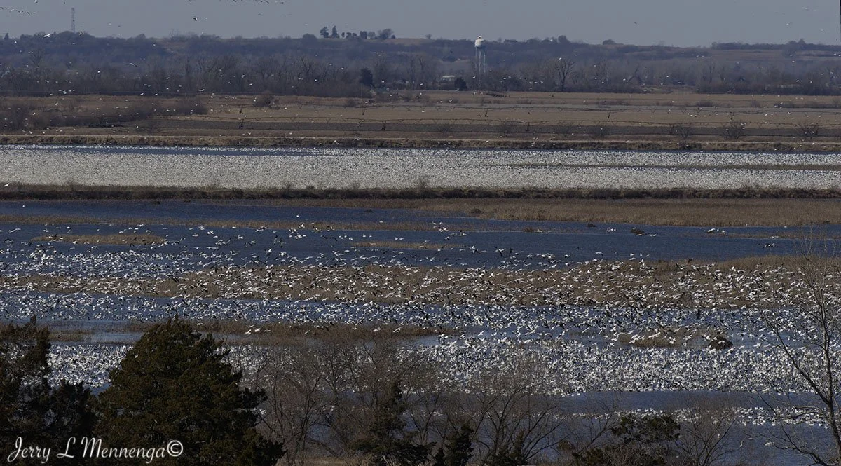 Birds Loess Bluffs National WIldlife Refuge 2026 02-18_3811_DxO.jpg