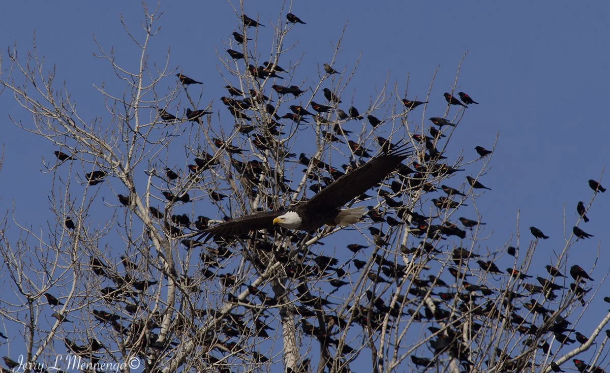 Birds Loess Bluffs National WIldlife Refuge 2026 02-18_4007_DxO.jpg