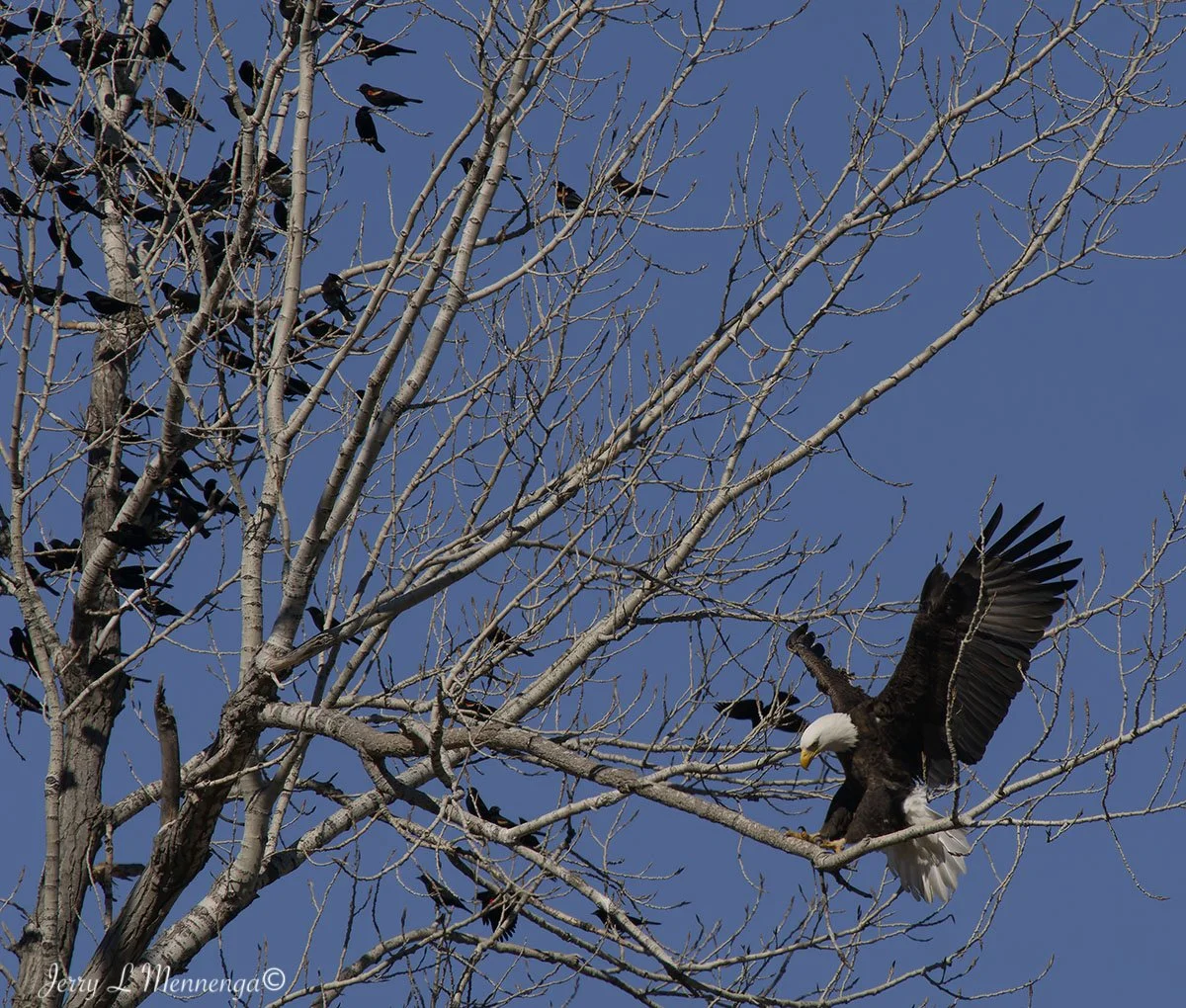 Birds Loess Bluffs National WIldlife Refuge 2026 02-18_4015_DxO.jpg
