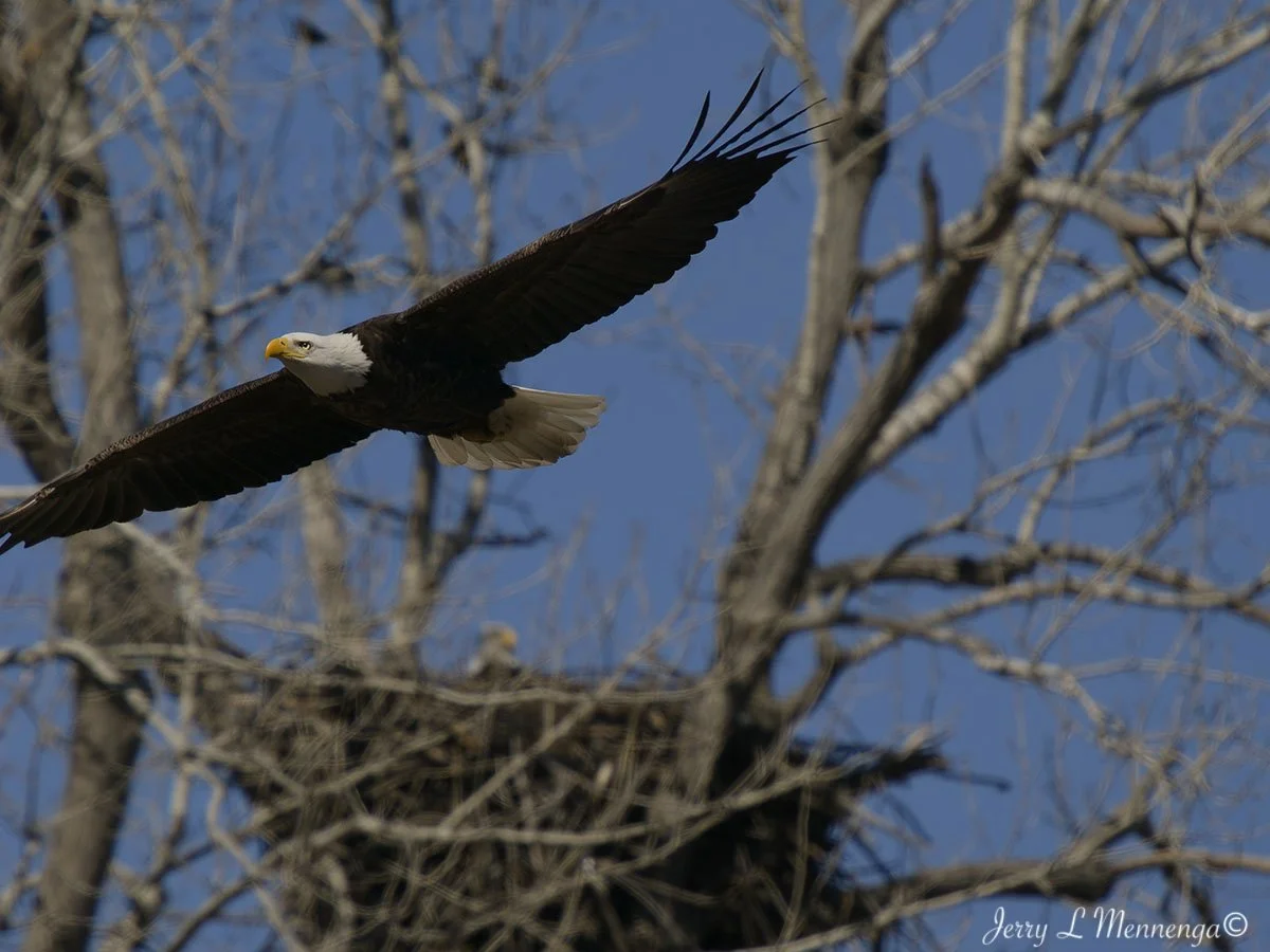 Birds Loess Bluffs National WIldlife Refuge 2026 02-18_4073_DxO.jpg