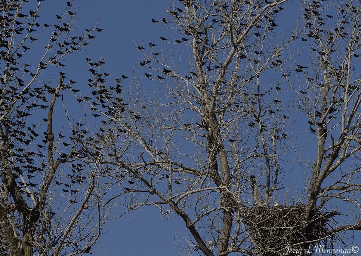Birds Loess Bluffs National WIldlife Refuge 2026 02-18_4135_DxO.jpg