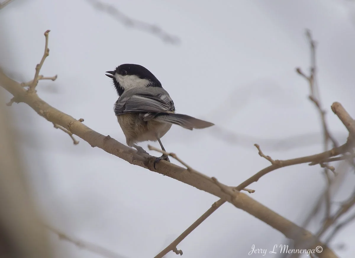 Birds Loess Bluffs National WIldlife Refuge 2026 02-18_4237_DxO.jpg