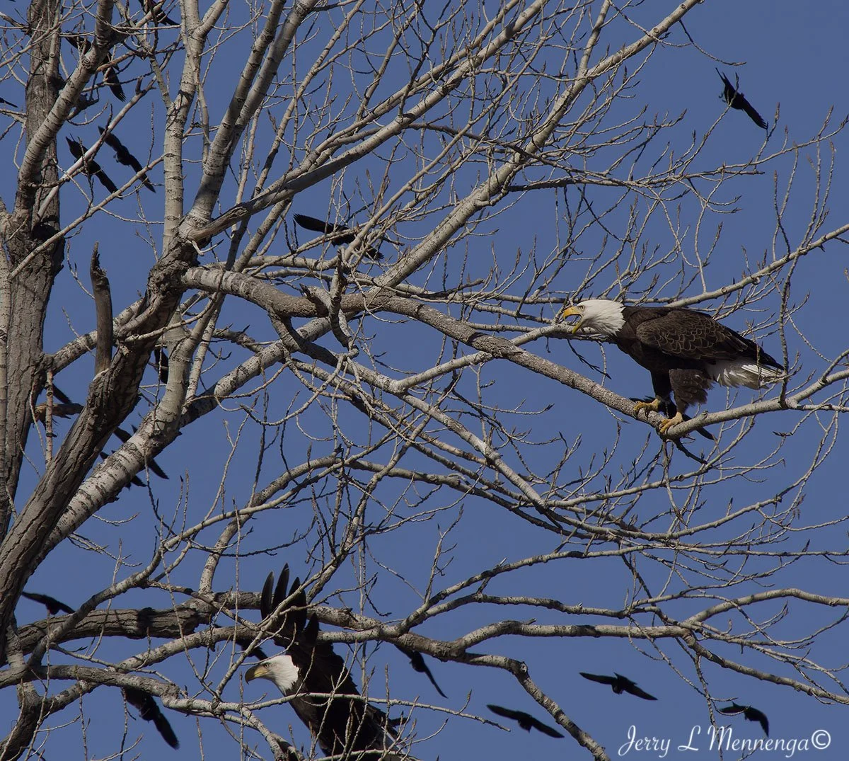 Birds Loess Bluffs National WIldlife Refuge 2026 02-18_4017_DxO.jpg