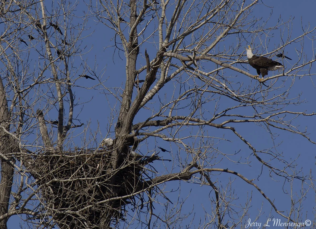 Birds Loess Bluffs National WIldlife Refuge 2026 02-18_4020_DxO.jpg