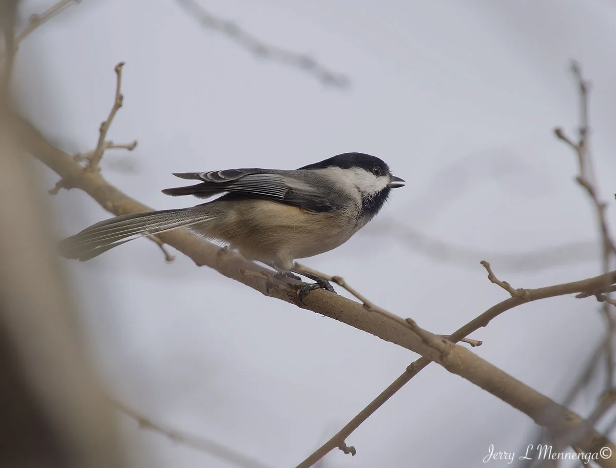 Birds Loess Bluffs National WIldlife Refuge 2026 02-18_4240_DxO.jpg
