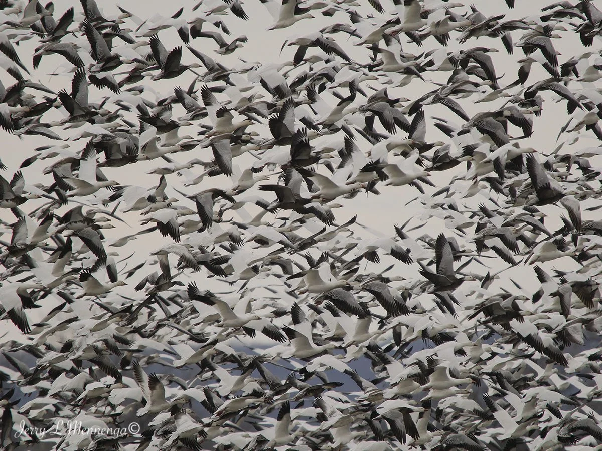 Birds Loess Bluffs National WIldlife Refuge 2026 02-18_4418_DxO.jpg