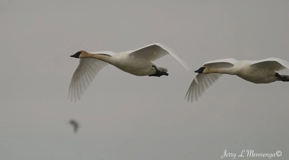 Birds Loess Bluffs National WIldlife Refuge 2026 02-18_4554_DxO.jpg