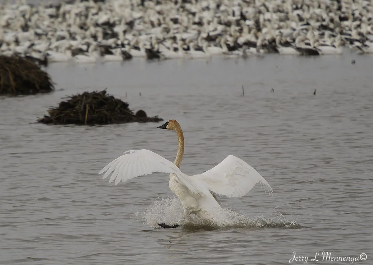 Birds Loess Bluffs National WIldlife Refuge 2026 02-18_4579_DxO.jpg
