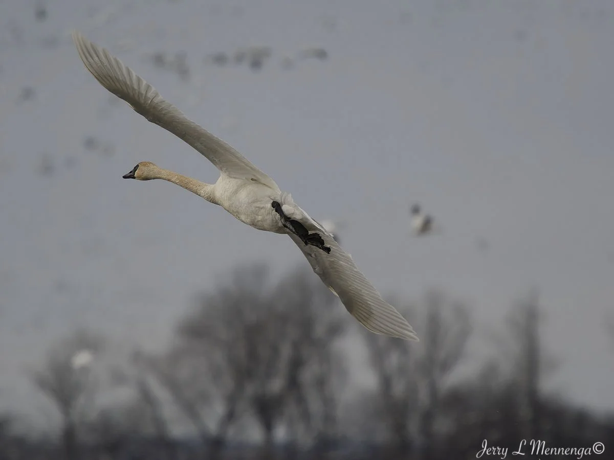 Birds Loess Bluffs National WIldlife Refuge 2026 02-18_4643_DxO.jpg