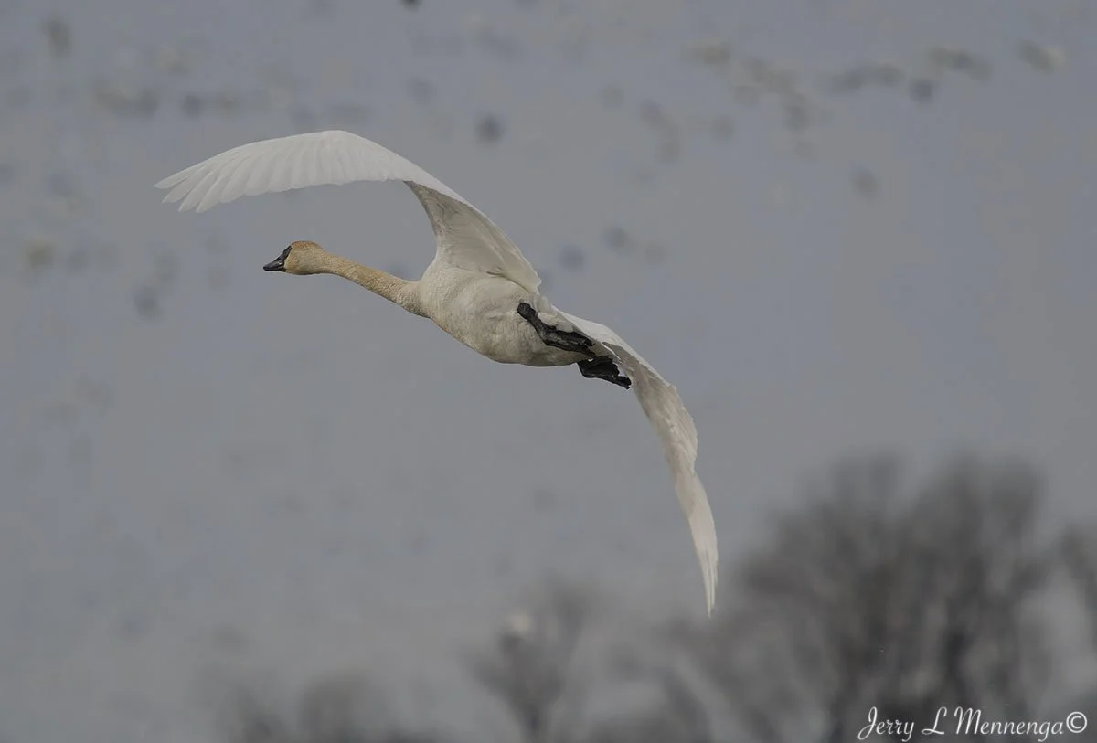 Birds Loess Bluffs National WIldlife Refuge 2026 02-18_4644_DxO.jpg