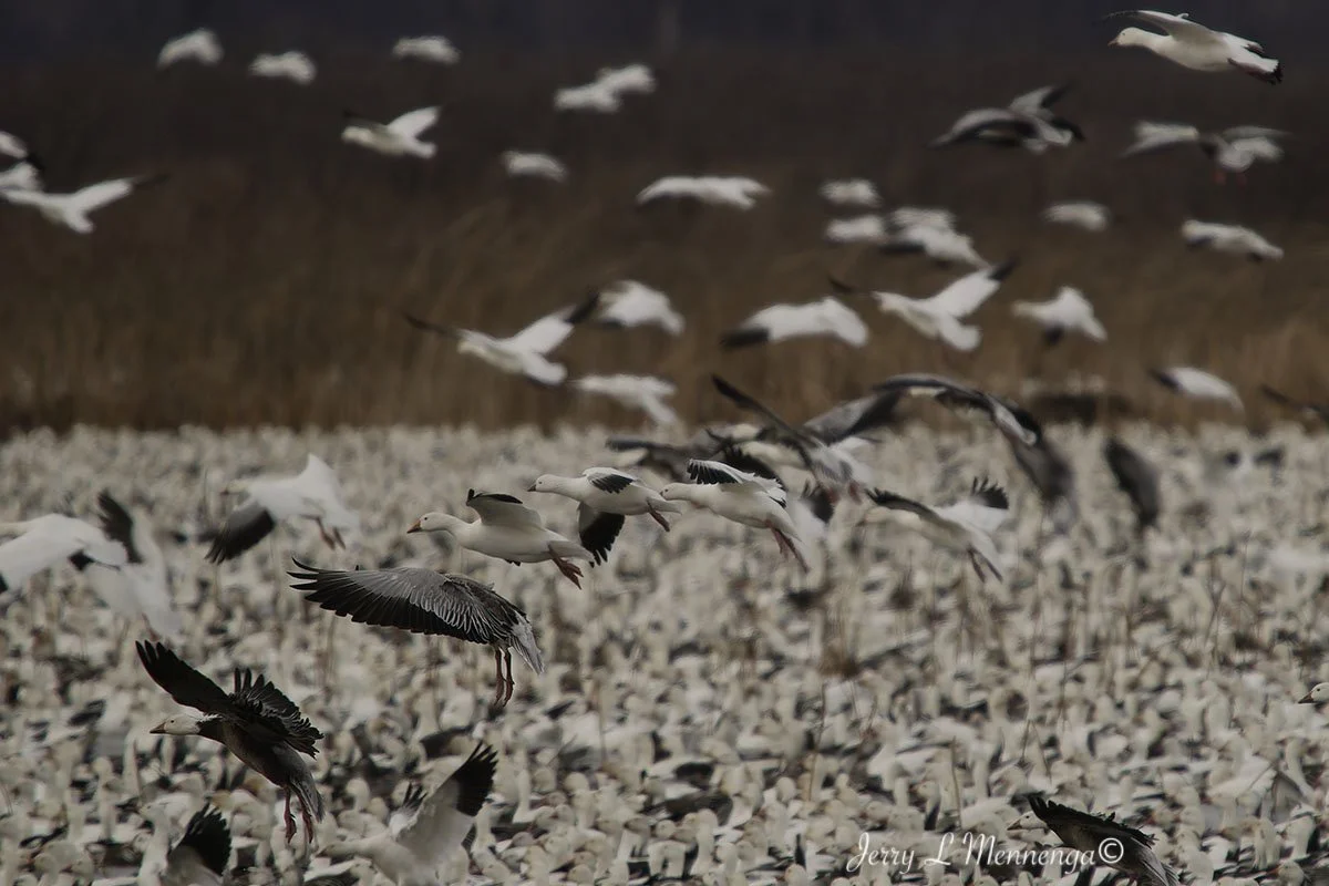 Birds Loess Bluffs National WIldlife Refuge 2026 02-18_4752_DxO.jpg