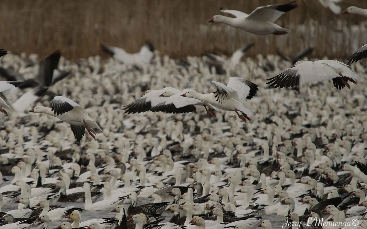 Birds Loess Bluffs National WIldlife Refuge 2026 02-18_4874_DxO.jpg