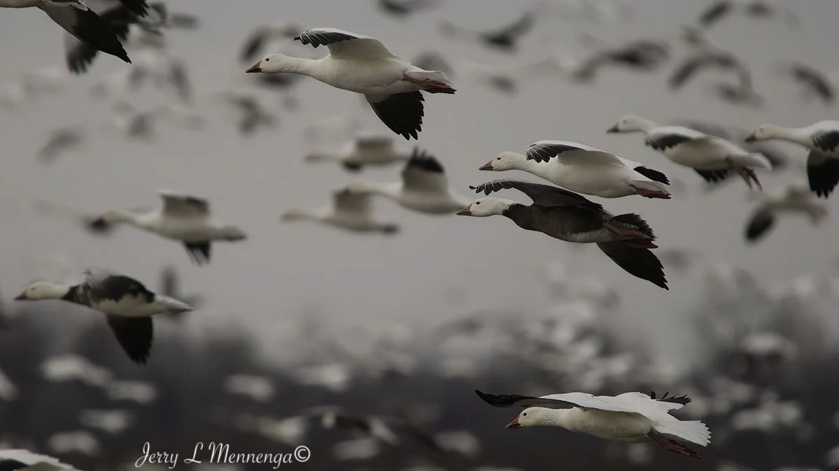 Birds Loess Bluffs National WIldlife Refuge 2026 02-18_4882_DxO.jpg