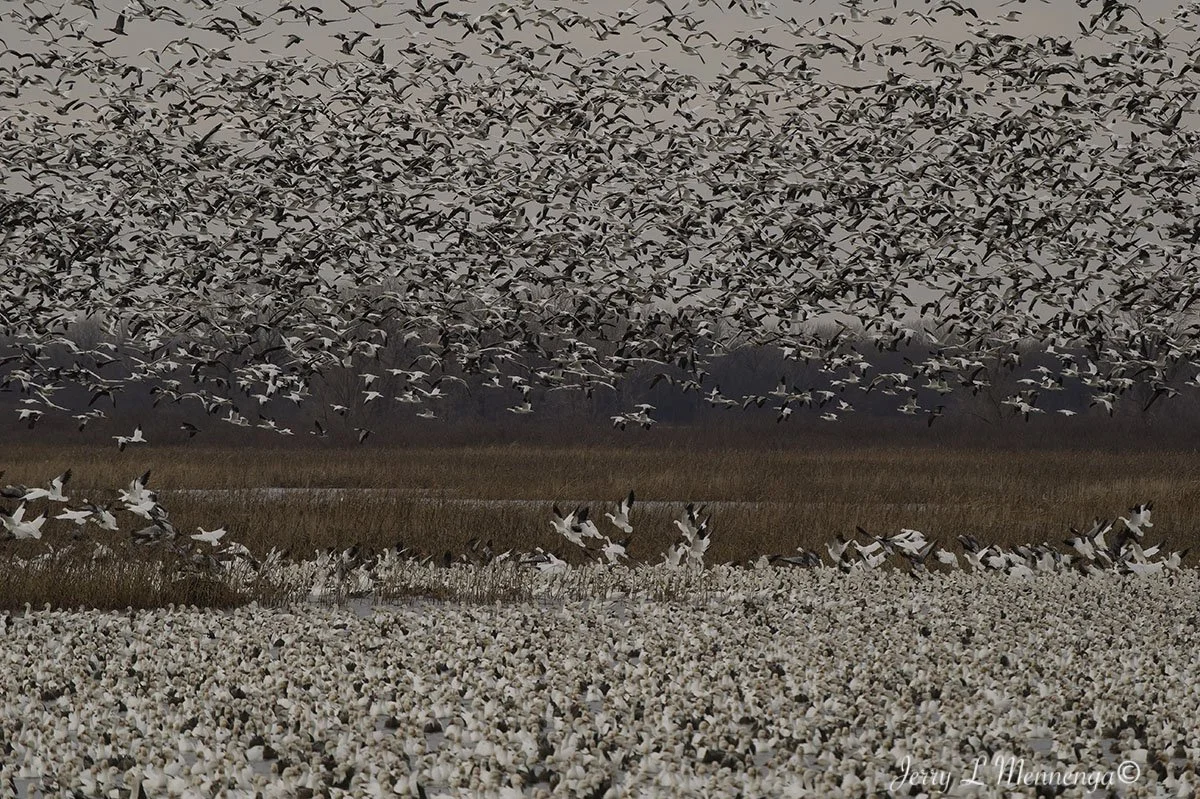 Birds Loess Bluffs National WIldlife Refuge 2026 02-18_4972_DxO.jpg