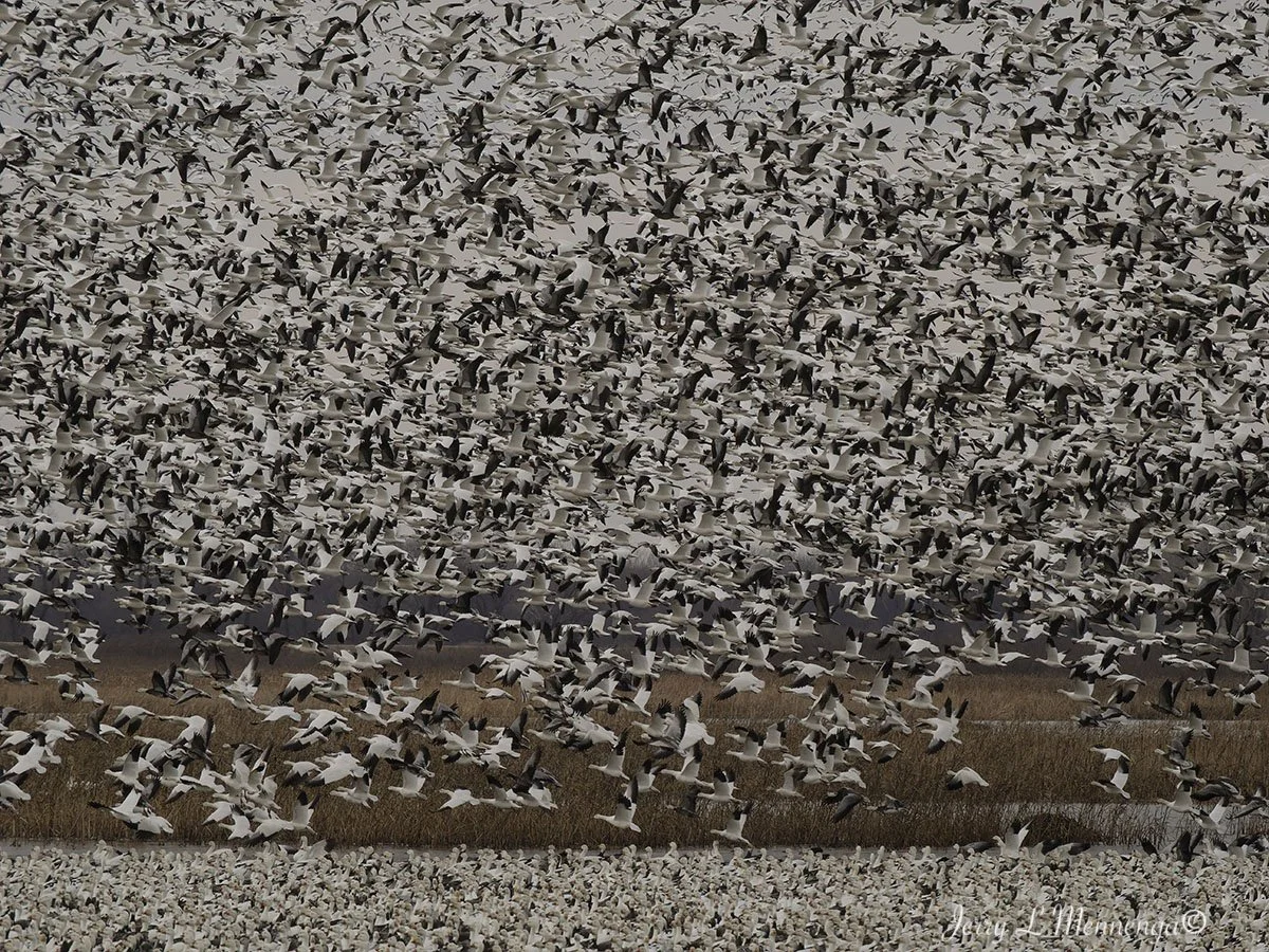 Birds Loess Bluffs National WIldlife Refuge 2026 02-18_4999_DxO.jpg