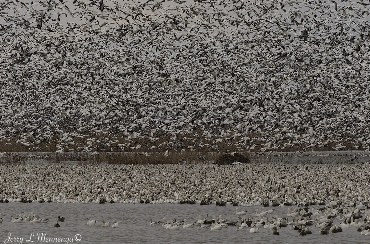 Birds Loess Bluffs National WIldlife Refuge 2026 02-18_5063_DxO.jpg