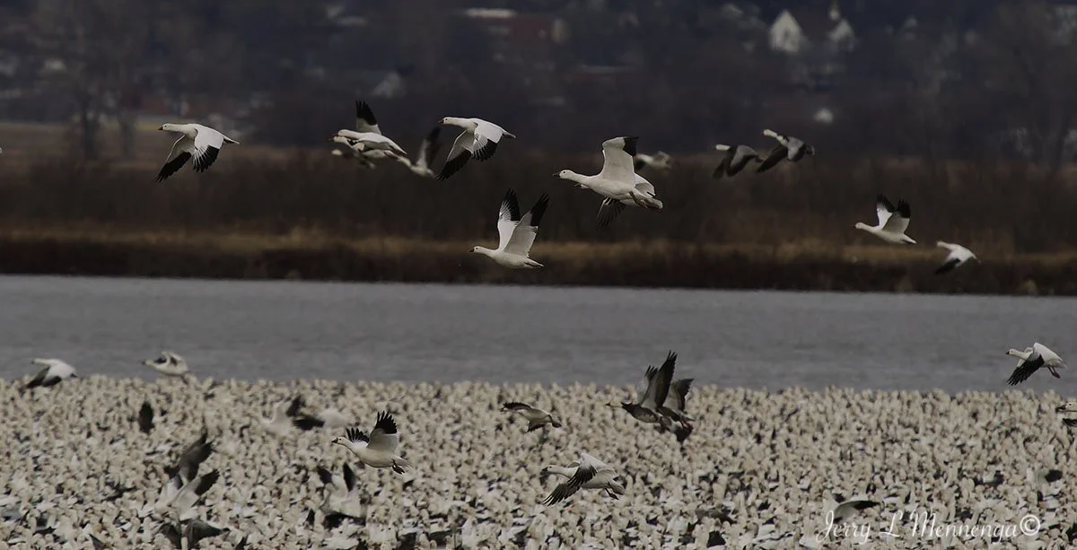 Birds Loess Bluffs National WIldlife Refuge 2026 02-18_5206_DxO.jpg