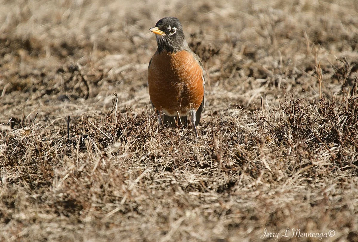 Eagles Gavins Point Dam 2026 02-08_0048_DxO.jpg