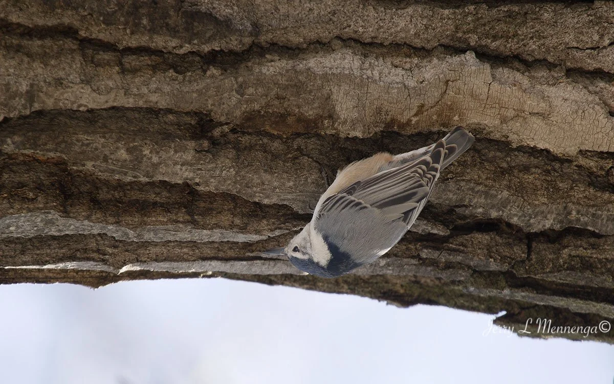 Eagles Gavins Point Dam 2026 02-08_0305_DxO.jpg