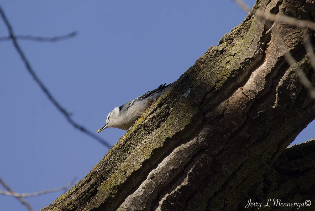 Eagles Gavins Point Dam 2026 02-08_0341_DxO.jpg