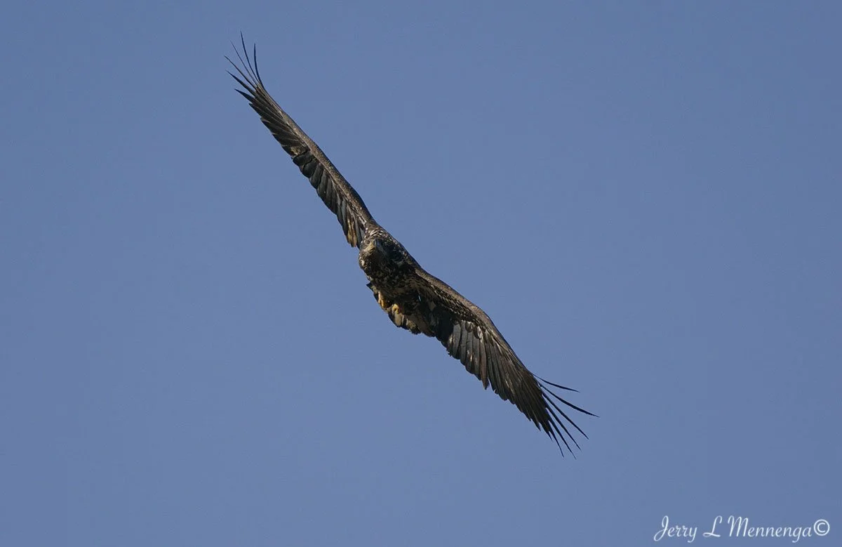 Eagles Gavins Point Dam 2026 02-08_0373_DxO.jpg