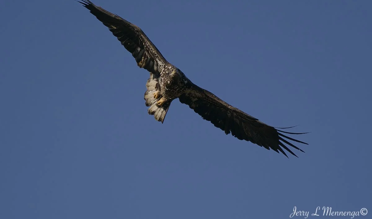 Eagles Gavins Point Dam 2026 02-08_0375_DxO.jpg