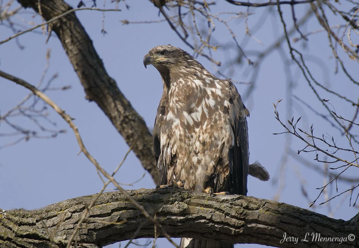 Eagles Gavins Point Dam 2026 02-08_0418_DxO.jpg