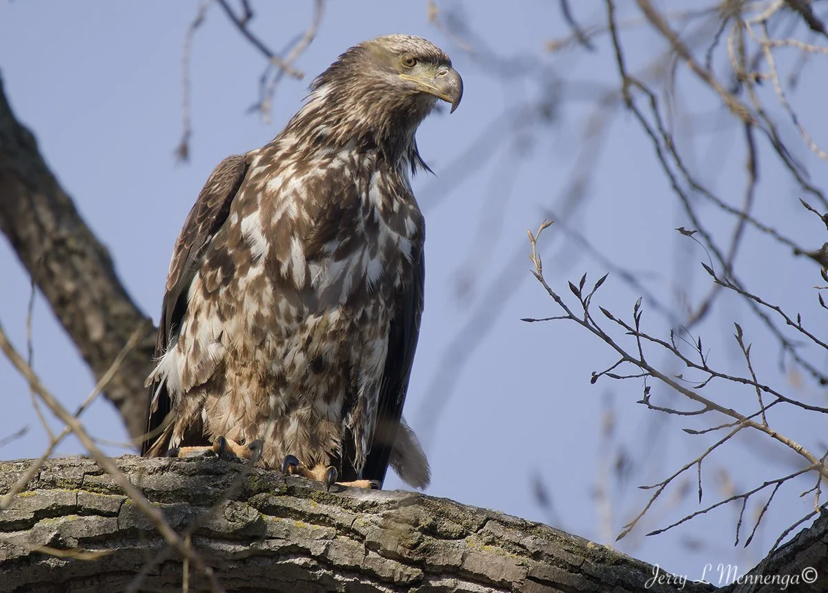 Eagles Gavins Point Dam 2026 02-08_0568_DxO.jpg