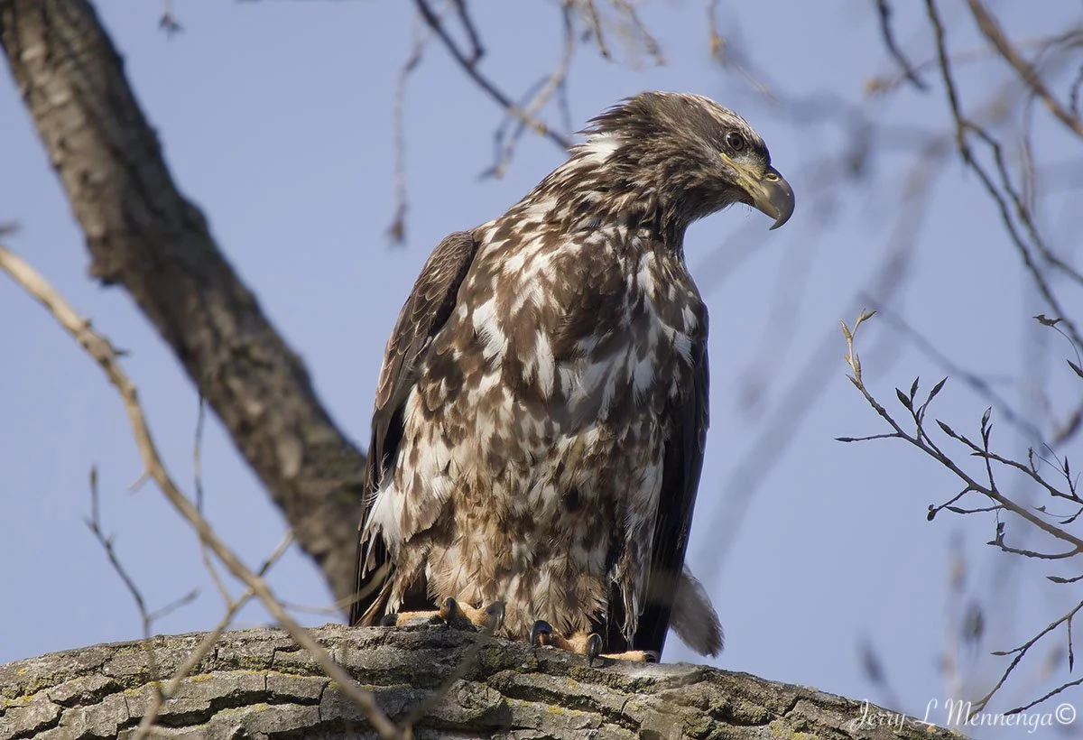 Eagles Gavins Point Dam 2026 02-08_0578_DxO.jpg